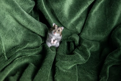 绿色纺织品上的仓鼠